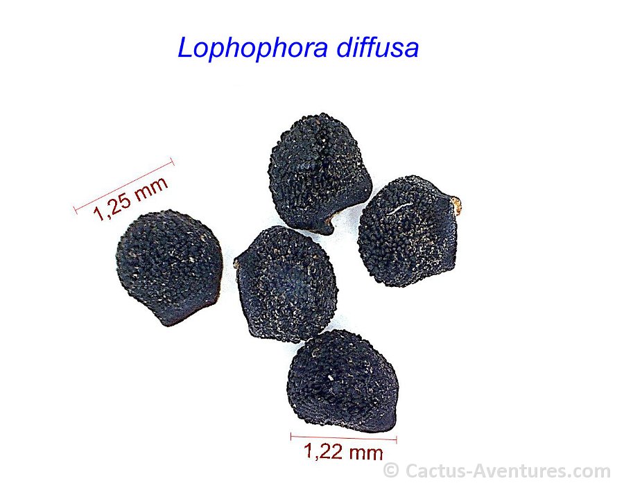 Lophophora diffusa